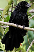 Smooth-billed Ani