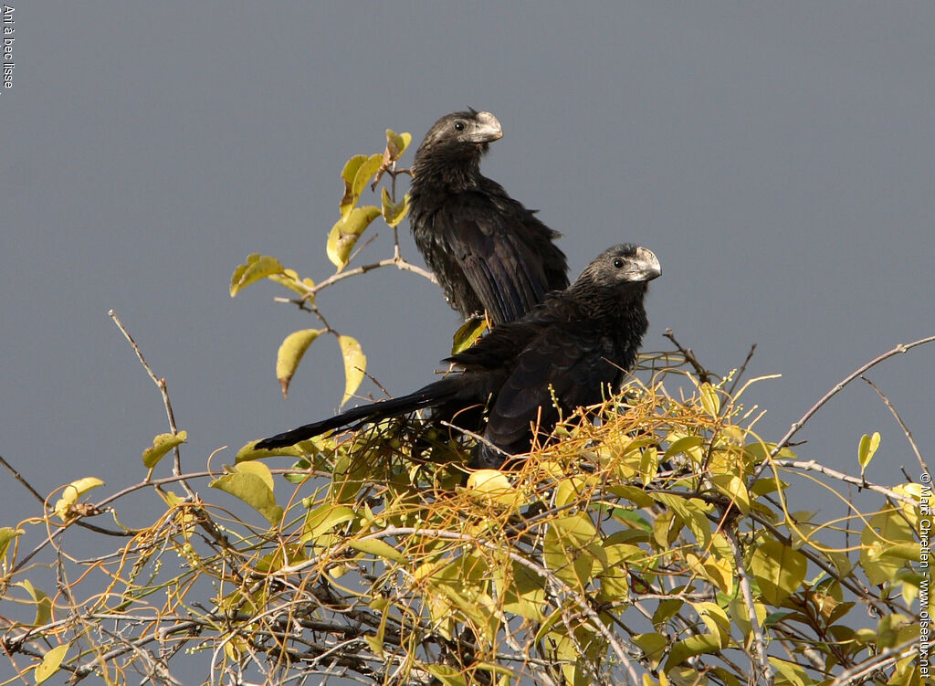 Smooth-billed Ani