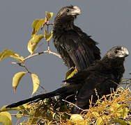 Smooth-billed Ani