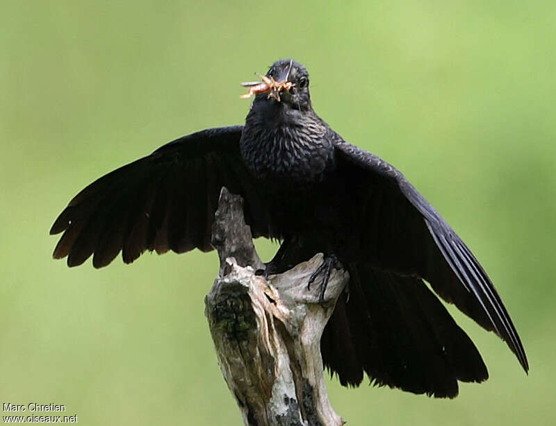 Smooth-billed Aniadult, pigmentation, feeding habits, courting display