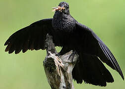 Smooth-billed Ani