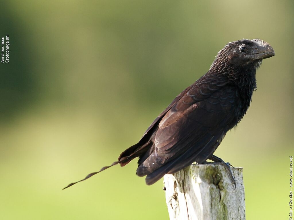 Smooth-billed Ani