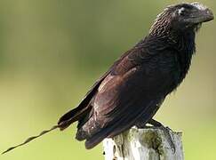 Smooth-billed Ani