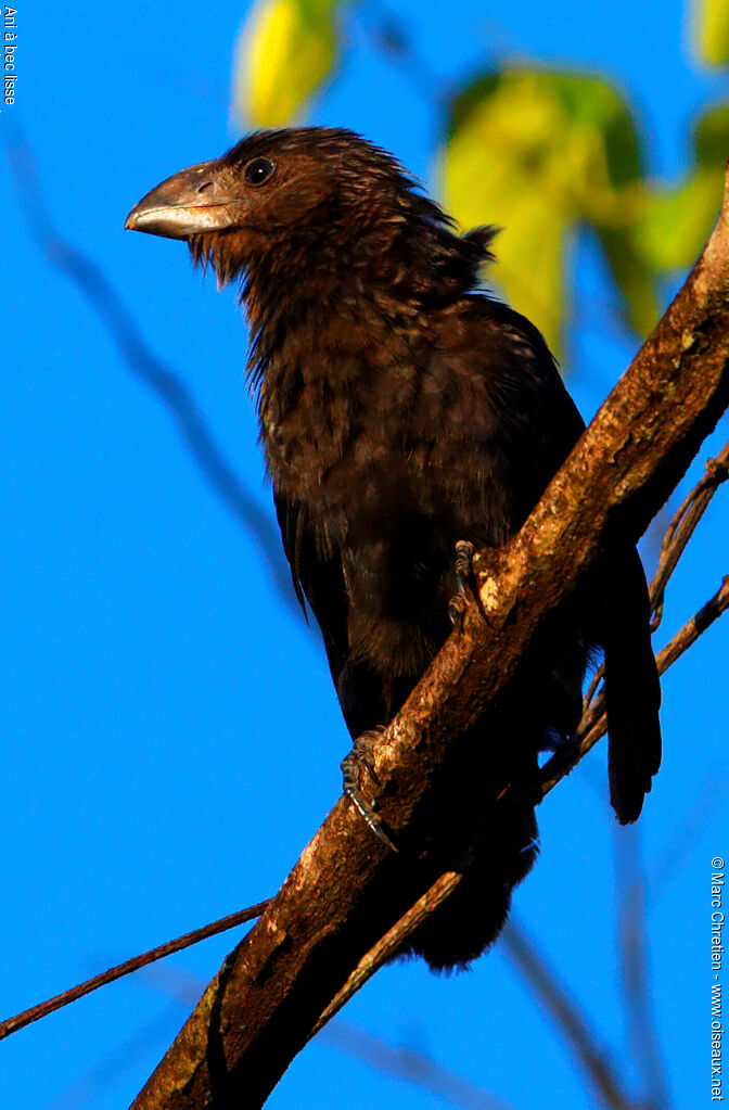 Smooth-billed Ani