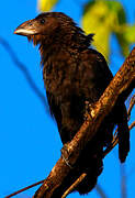 Smooth-billed Ani