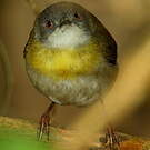 Apalis à gorge jaune