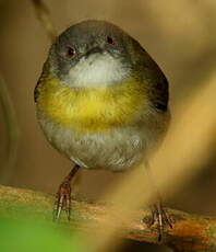 Apalis à gorge jaune