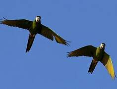 Golden-collared Macaw