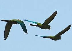 Golden-collared Macaw