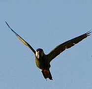 Golden-collared Macaw