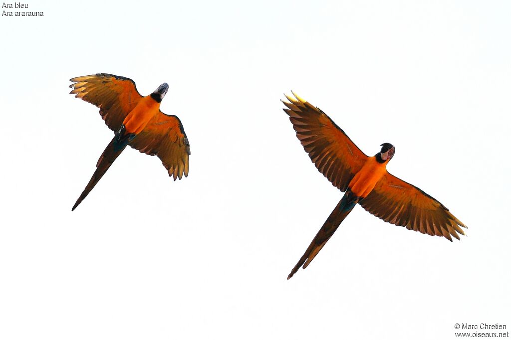 Blue-and-yellow Macawadult