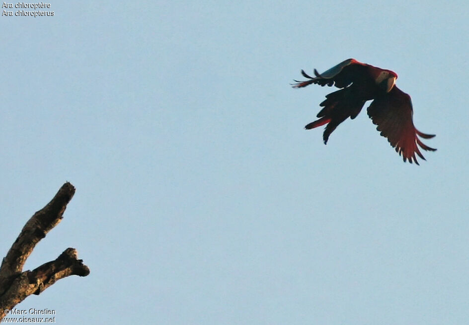 Red-and-green Macaw