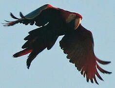 Red-and-green Macaw