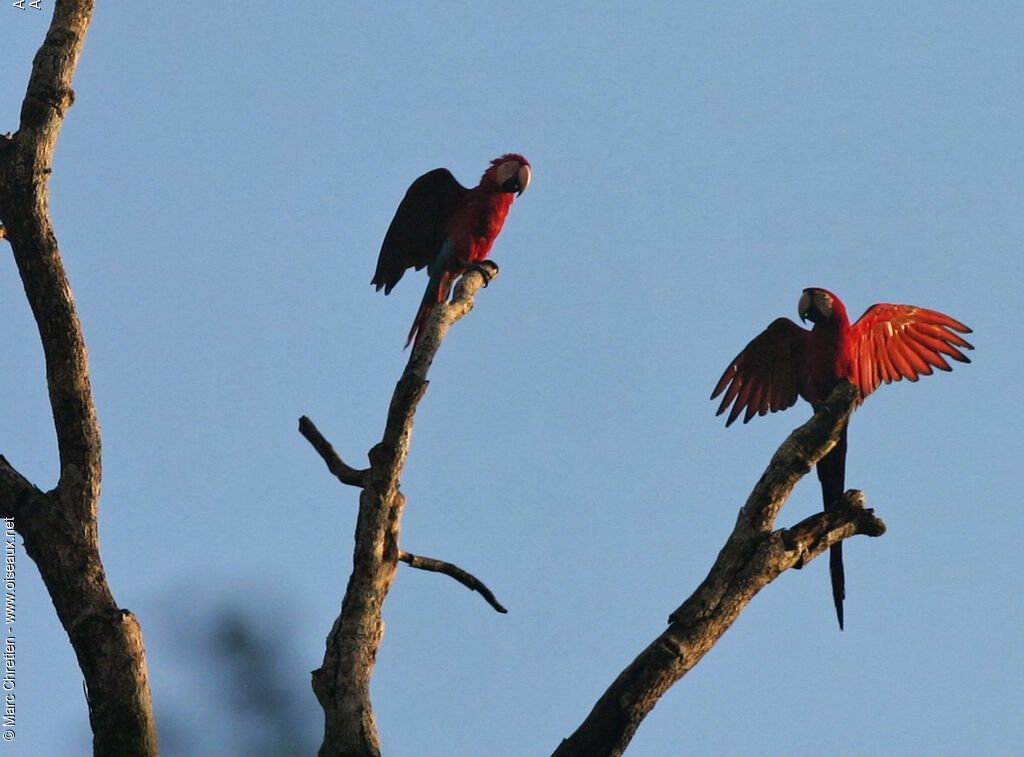 Red-and-green Macaw