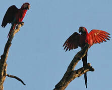 Red-and-green Macaw