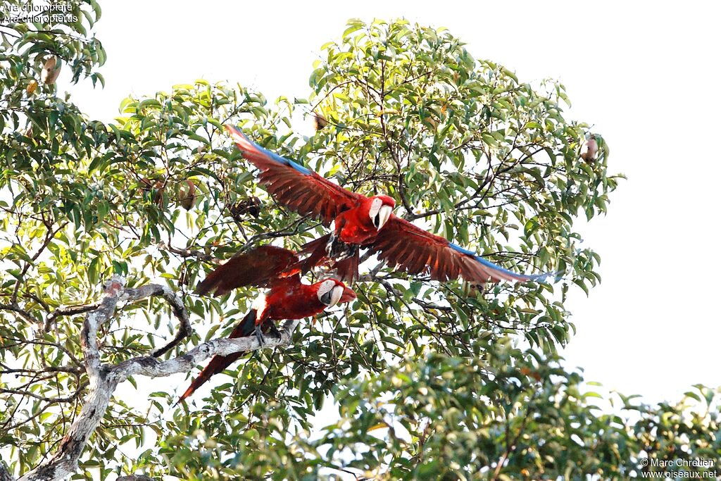 Red-and-green Macaw adult