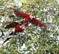 Red-and-green Macaw