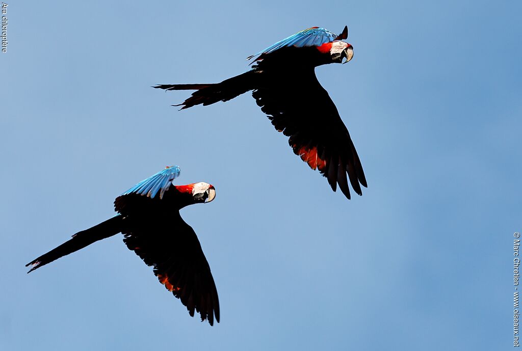 Red-and-green Macaw