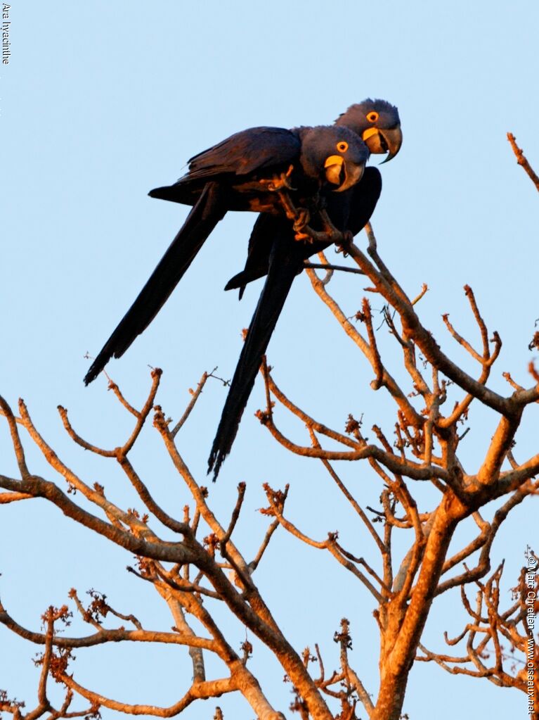 Hyacinth Macaw