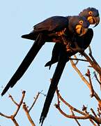 Hyacinth Macaw