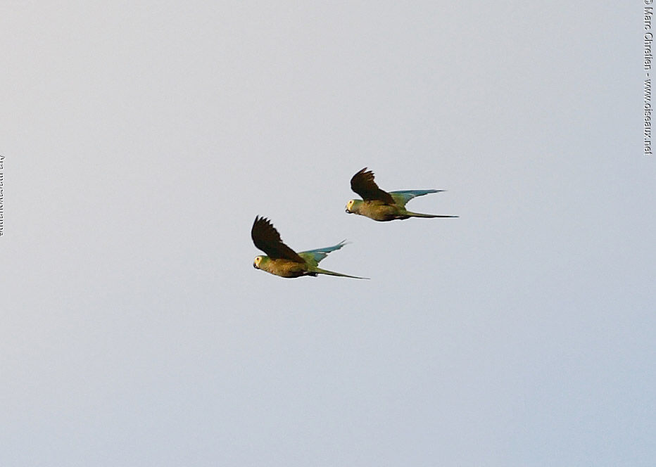 Red-bellied Macaw