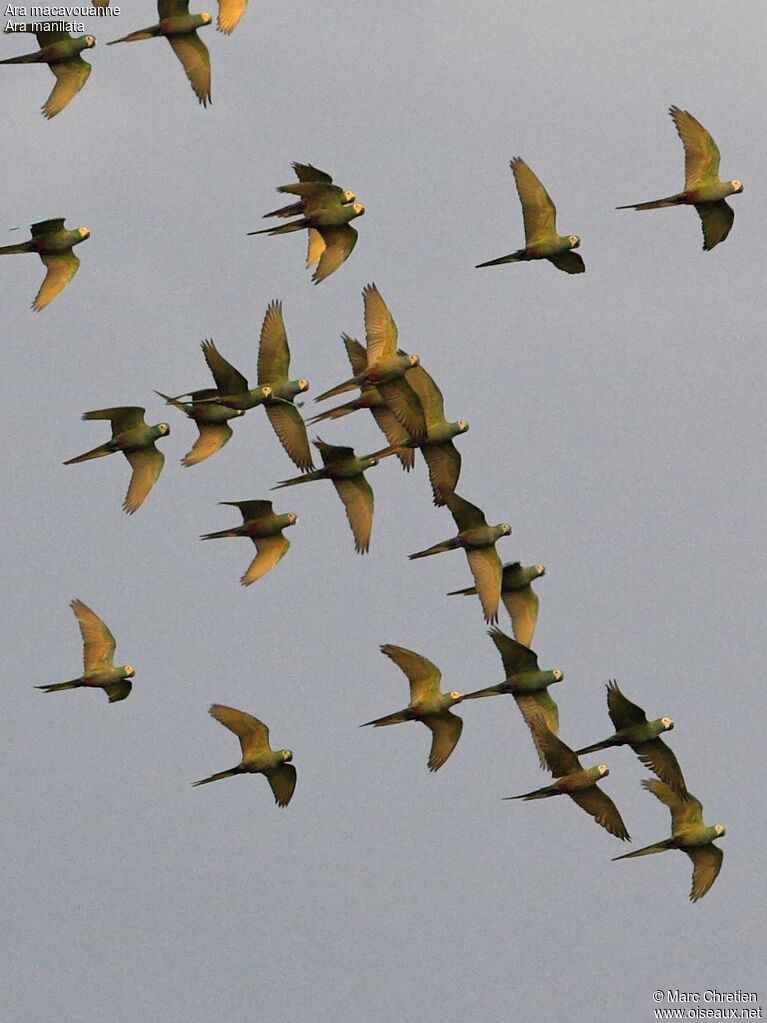 Red-bellied Macaw