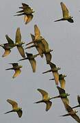 Red-bellied Macaw