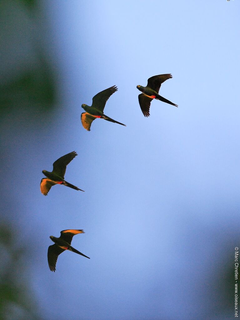 Red-bellied Macaw