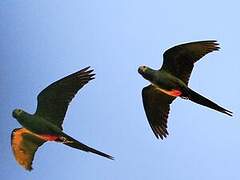 Red-bellied Macaw