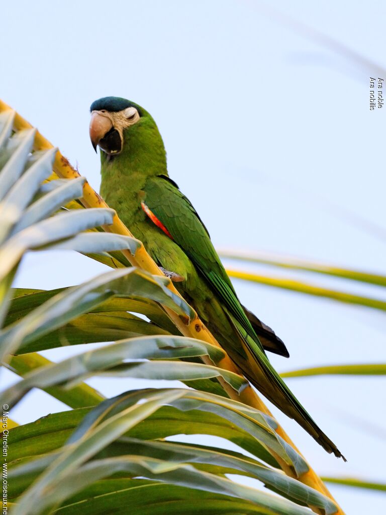 Red-shouldered Macaw