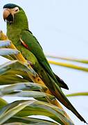 Red-shouldered Macaw