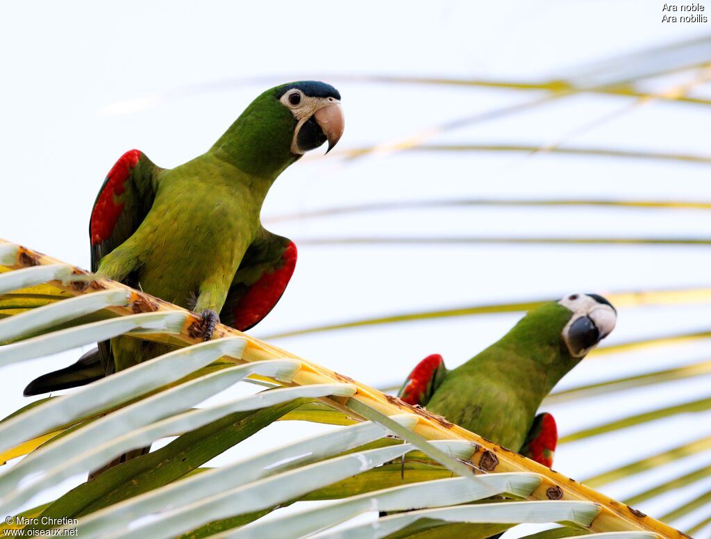 Red-shouldered Macaw