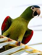 Red-shouldered Macaw