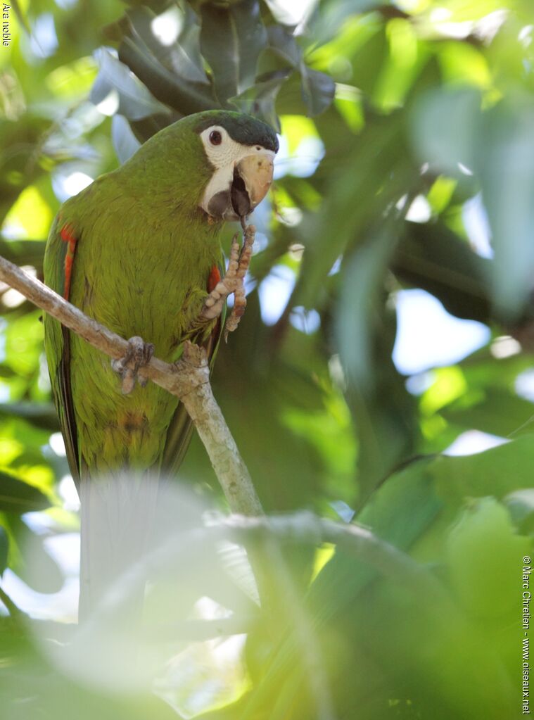 Red-shouldered Macaw