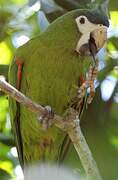 Red-shouldered Macaw