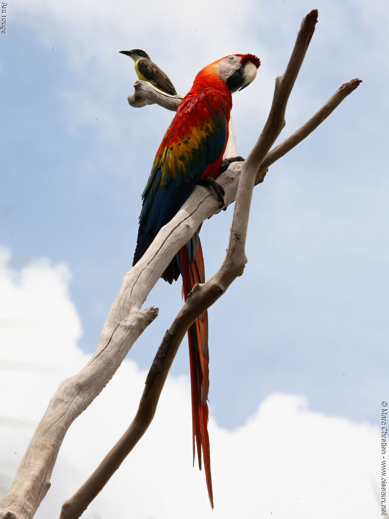 Scarlet Macaw