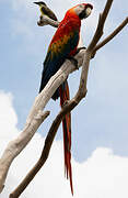 Scarlet Macaw