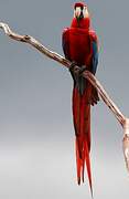 Scarlet Macaw