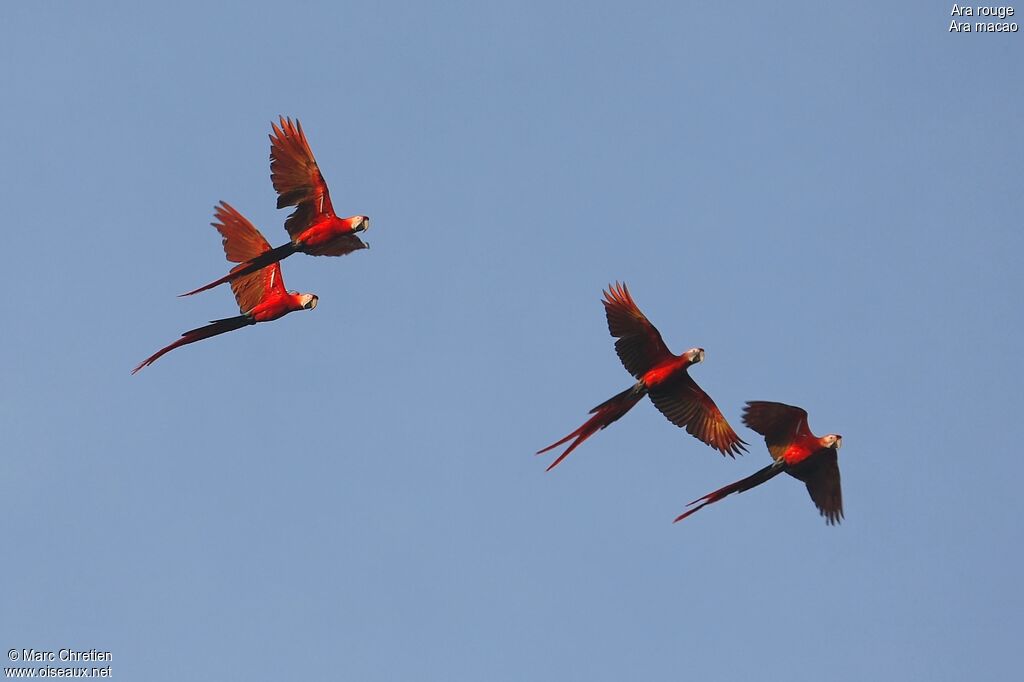 Scarlet Macaw