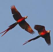 Scarlet Macaw