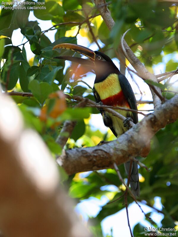 Chestnut-eared Aracari male