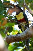 Chestnut-eared Aracari