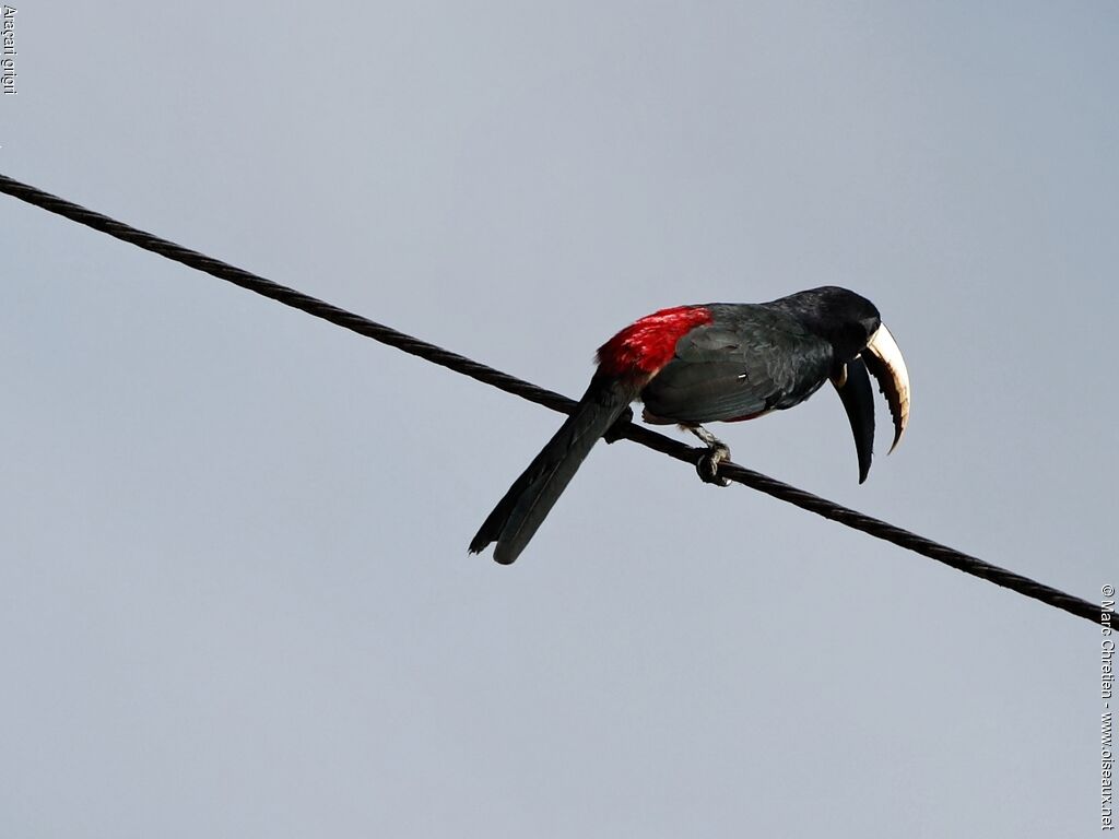 Black-necked Aracariadult