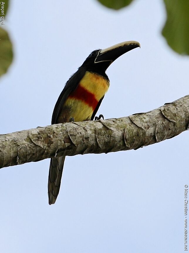 Black-necked Aracari