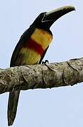 Black-necked Aracari