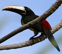 Black-necked Aracari