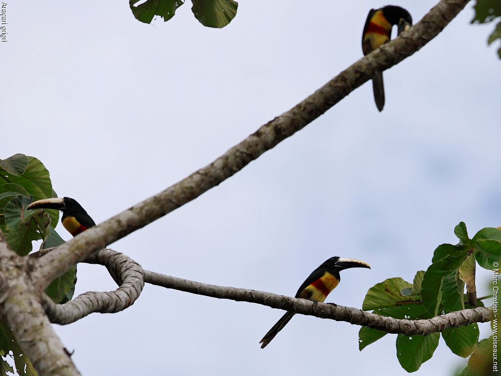 Black-necked Aracari