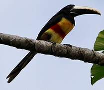 Black-necked Aracari