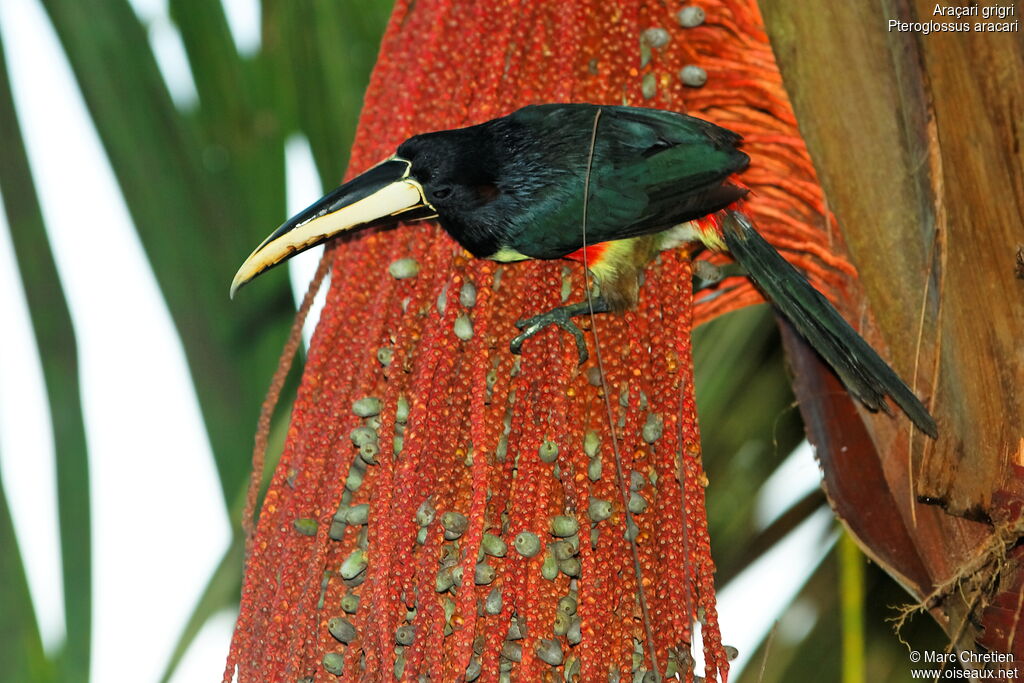 Black-necked Aracari