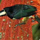 Araçari grigri